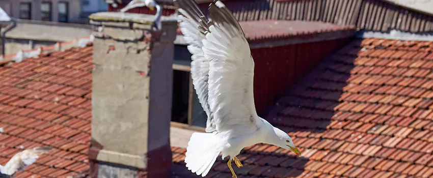 Residential Chimney Animal Removal Solution in Crystal, MN