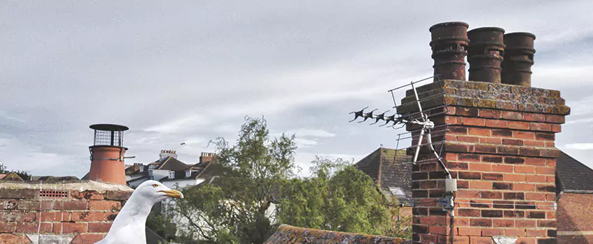 Chimney Cleaning And Restoration in Crystal, Minnesota